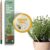 Sprout World Happy Bee Edition, Plantable Graphite Pencils with Seeds in Certified Wood, Sustainable Gift for Bees and Nature, Pack of 5