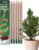 Sprout World Plantable Pencils | Xmas Edition | Wooden Housing | Pre-Sharpened | Pack of 5 | HB Wooden Pens with Assortment of Winter Seeds, Christmas Stocking Filler